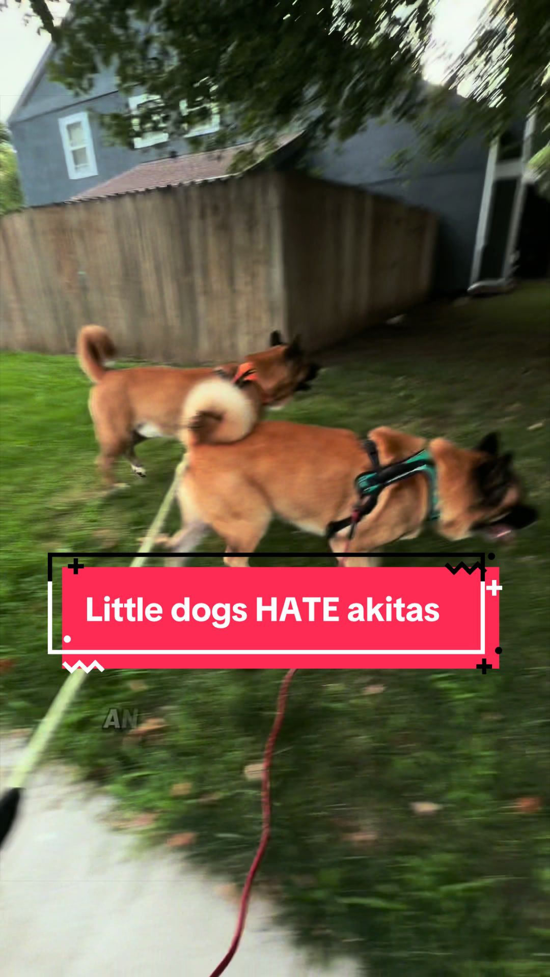 @Akita Brothers