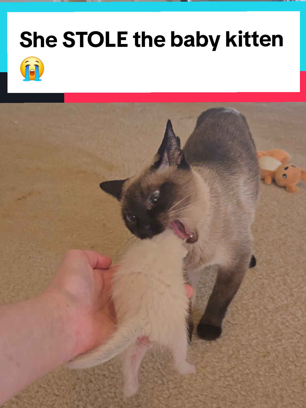 @Brittany Beauties Kittens