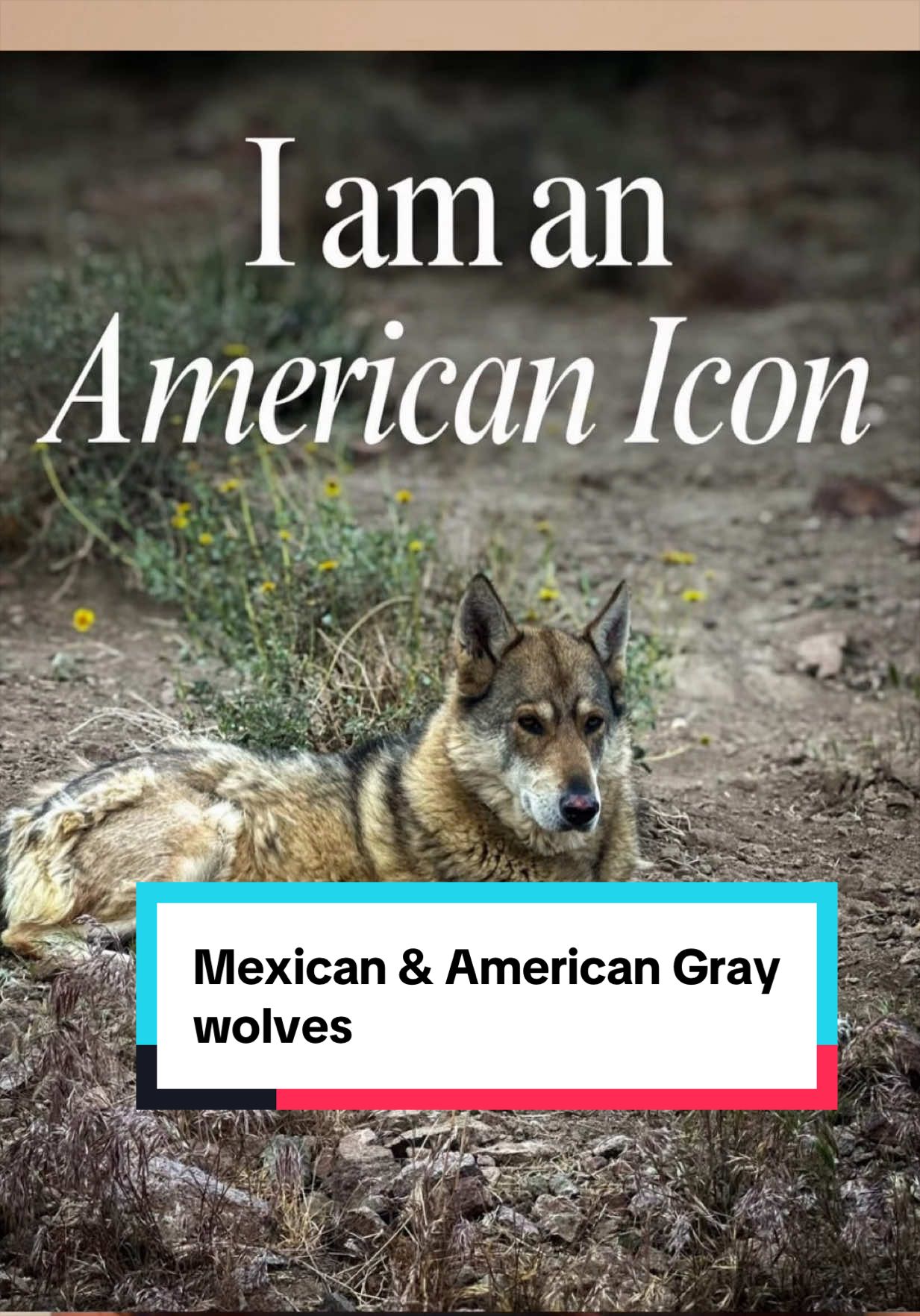 @ApexWolves