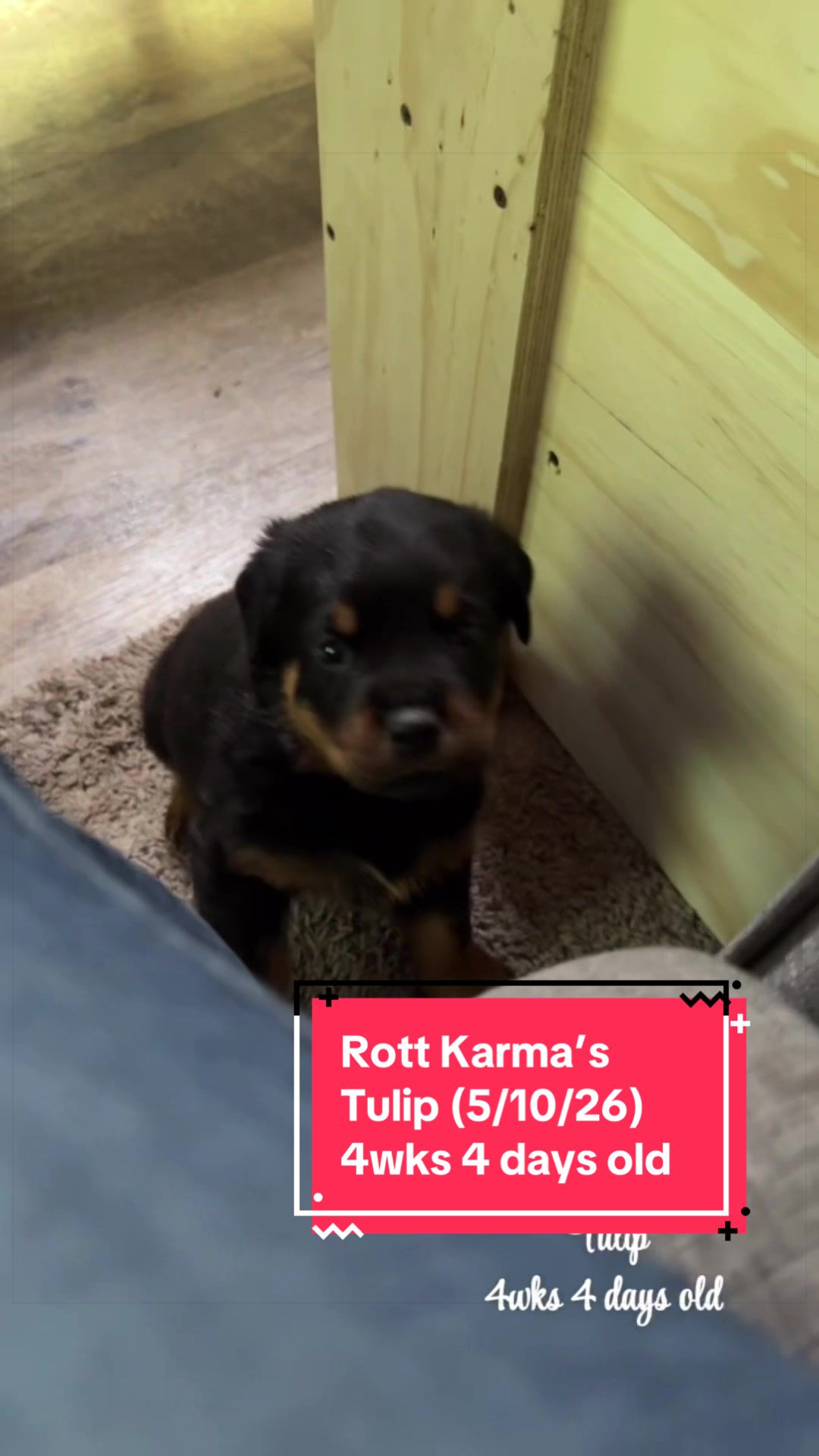 @Rott Karma Kennels LLC