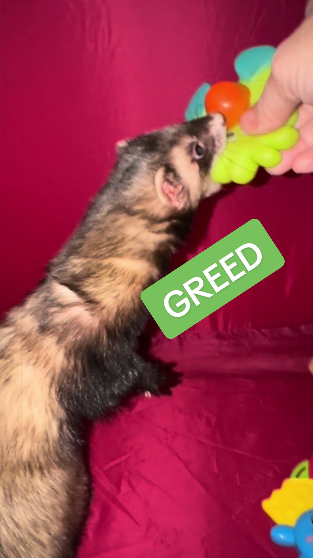 @Veritologic