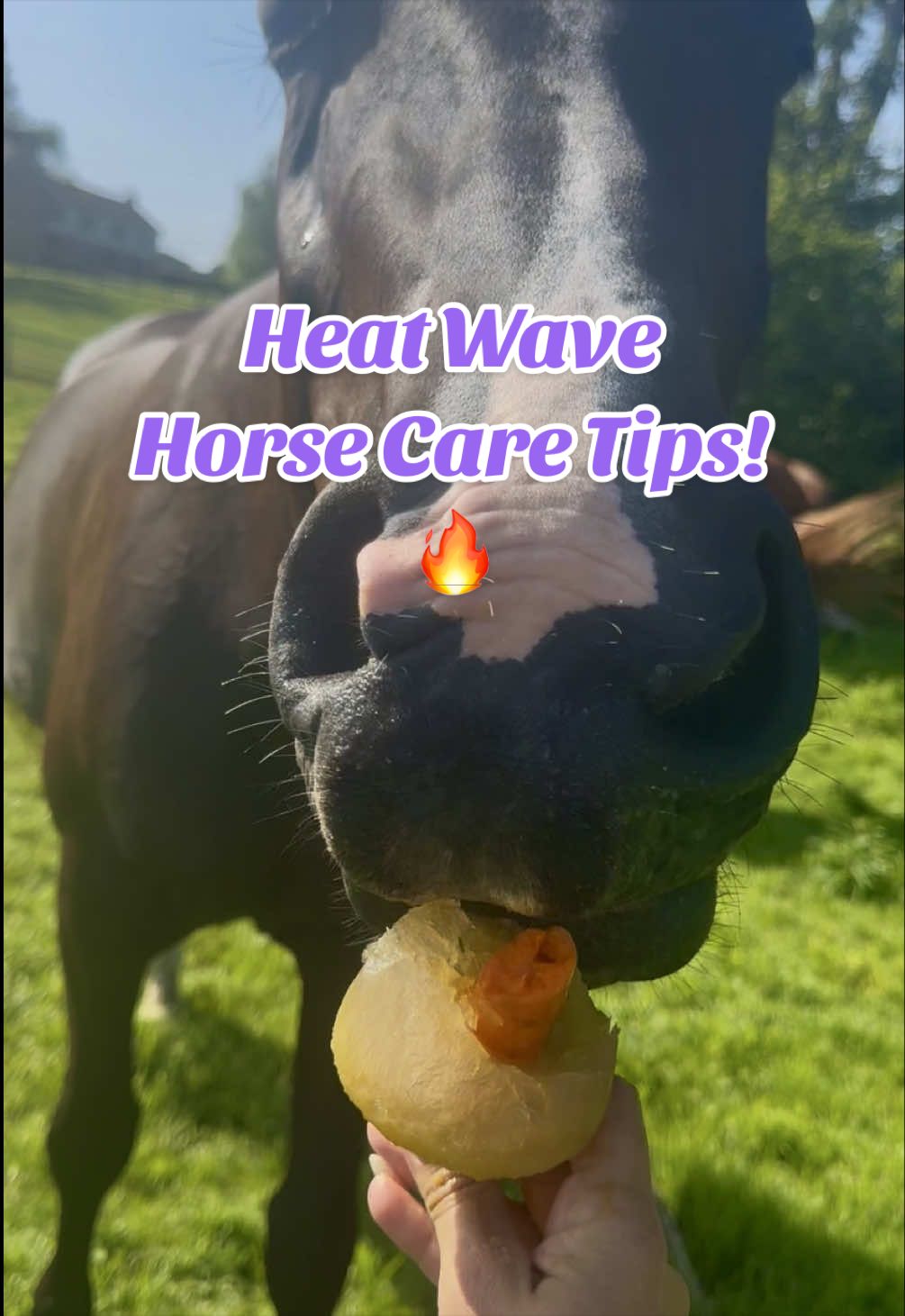 @Equestrian |🦄 Mom