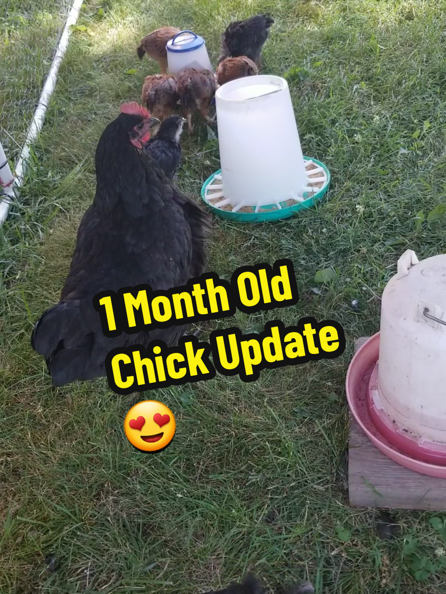 @CityChickenFarm
