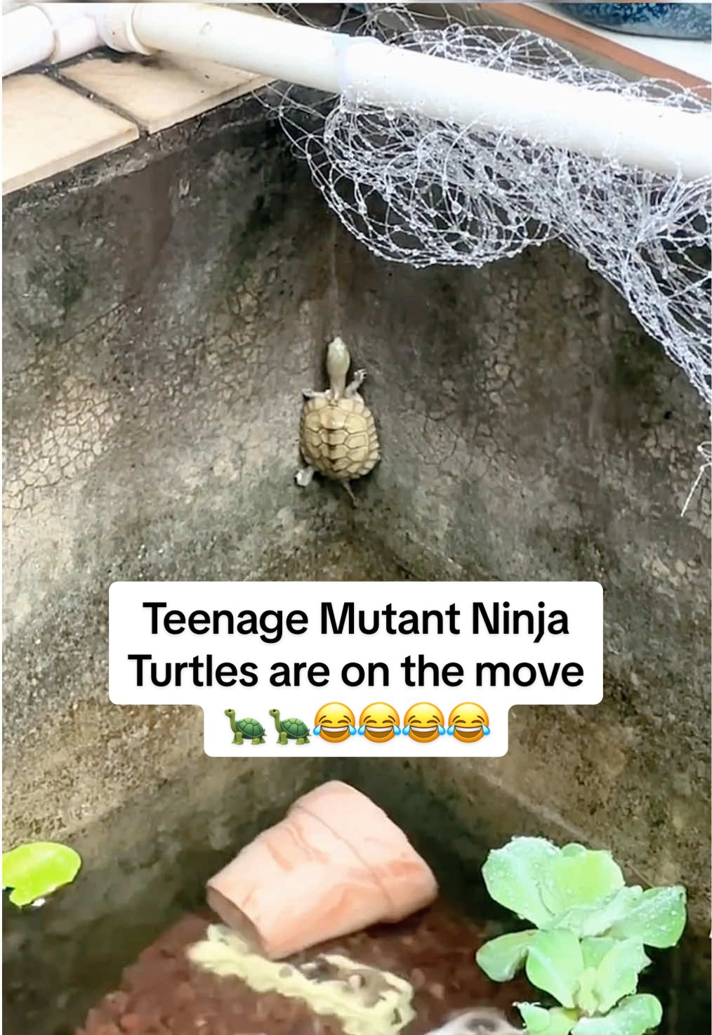 @Mr. Turtle