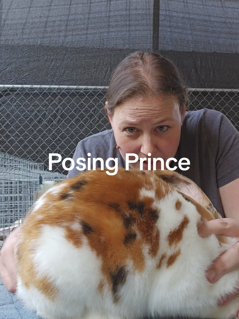 @Hidden Home Rabbitry