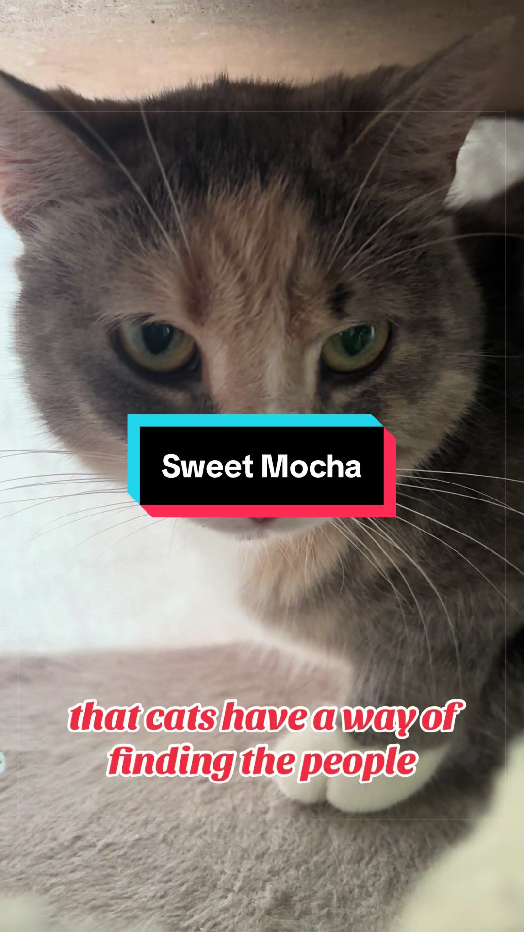 @catlover313official