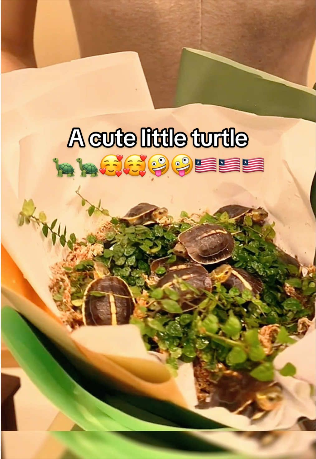 @Mr. Turtle