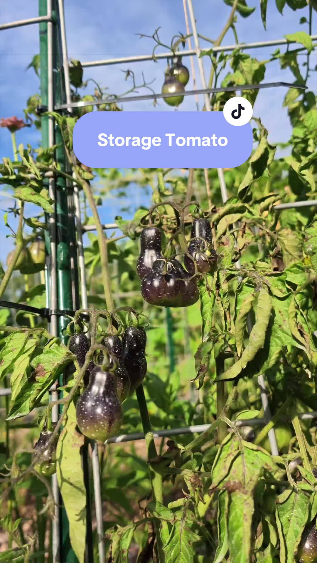 @Manica | zone 6a gardener
