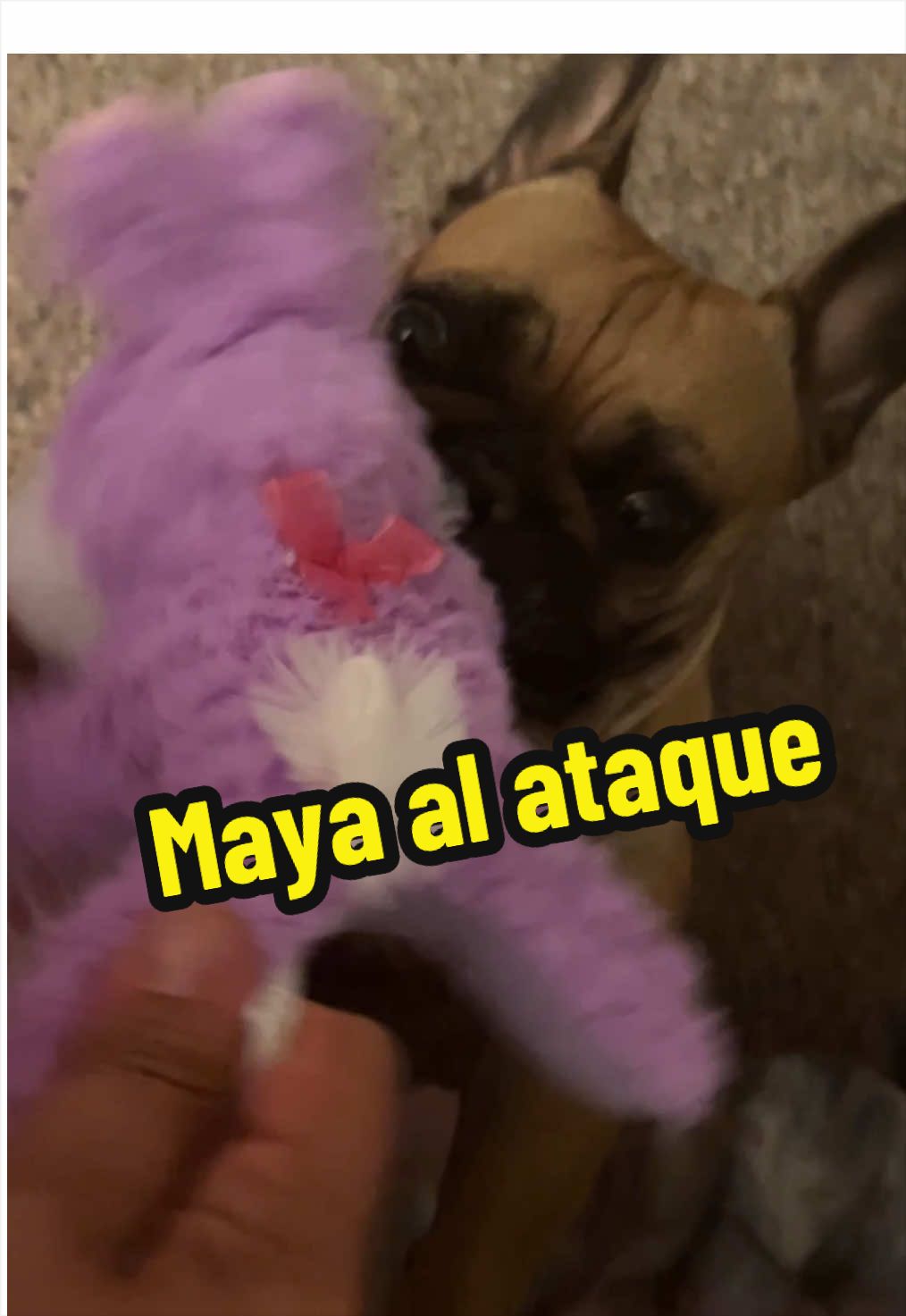 @FrenchBuldog
