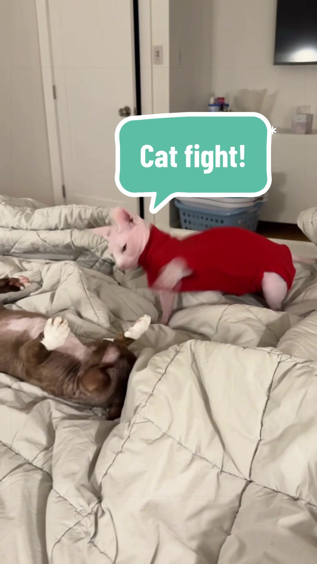 @Boba’s Buds Minskin Cats