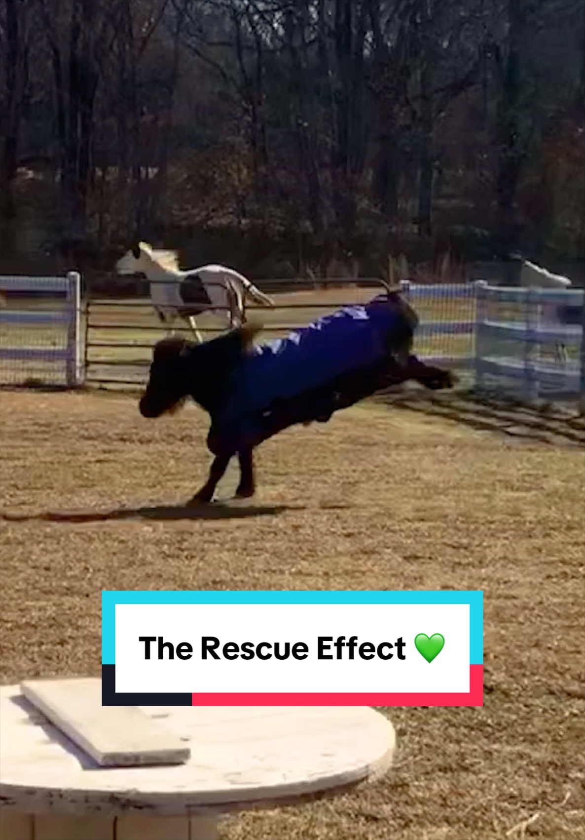 @The Gentle Barn | Sanctuary