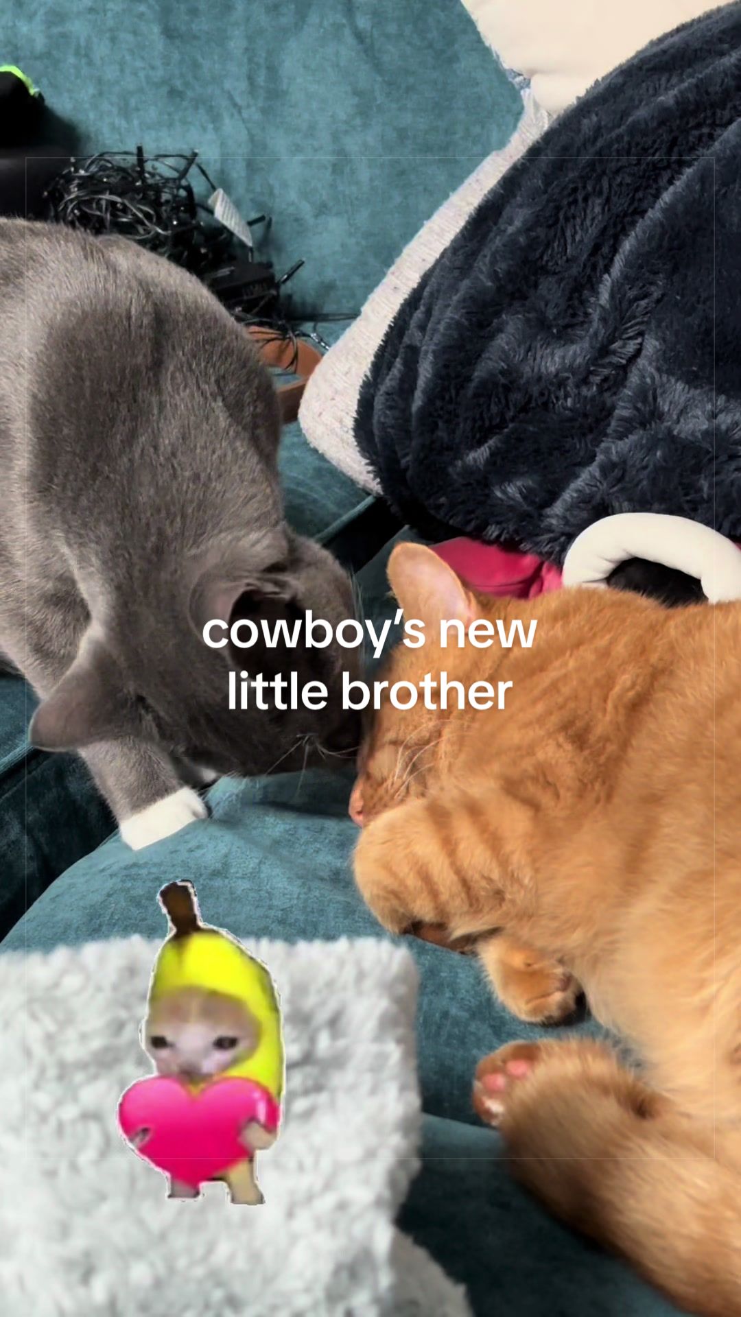 @cowboycatdad