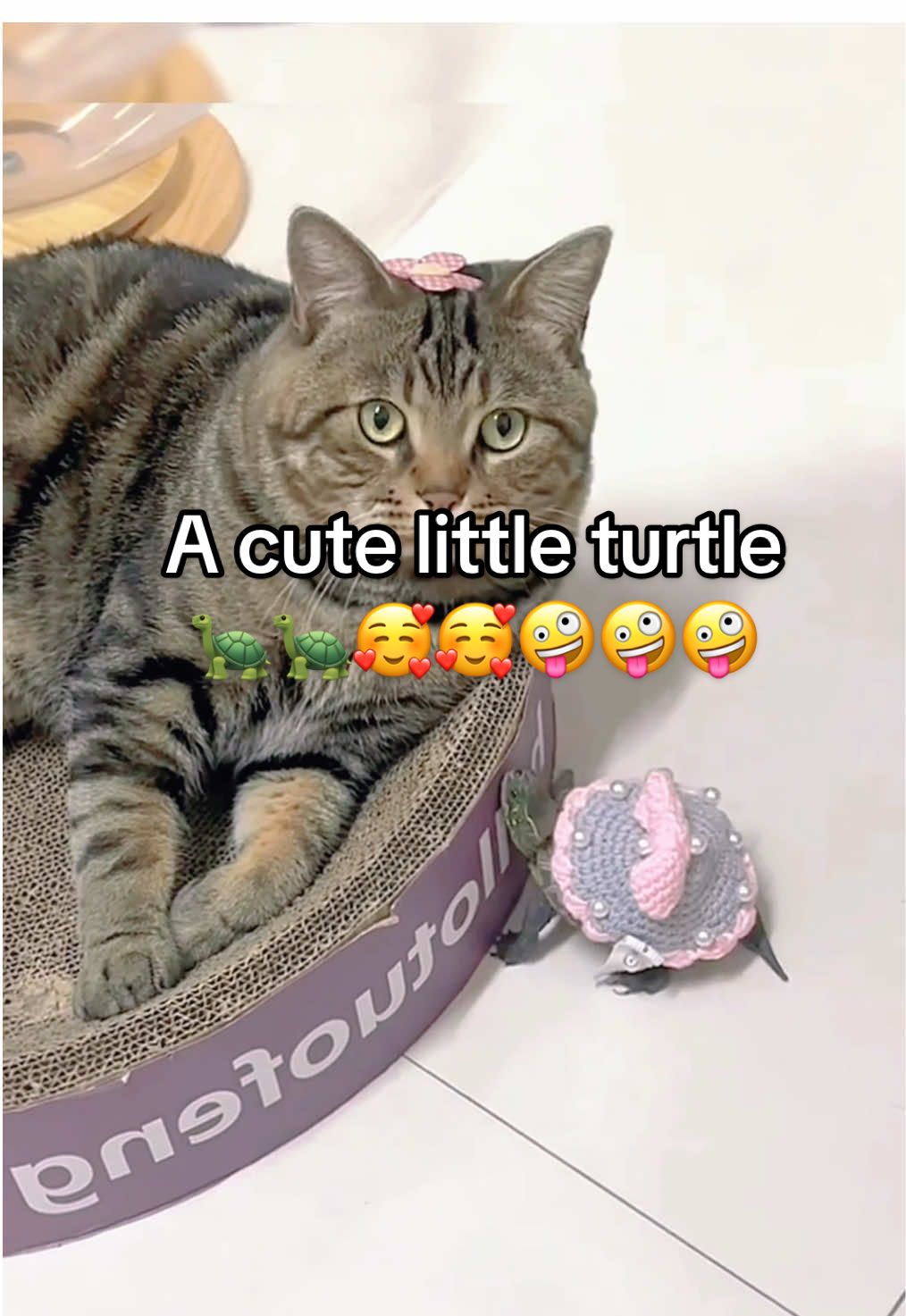 @Mr. Turtle