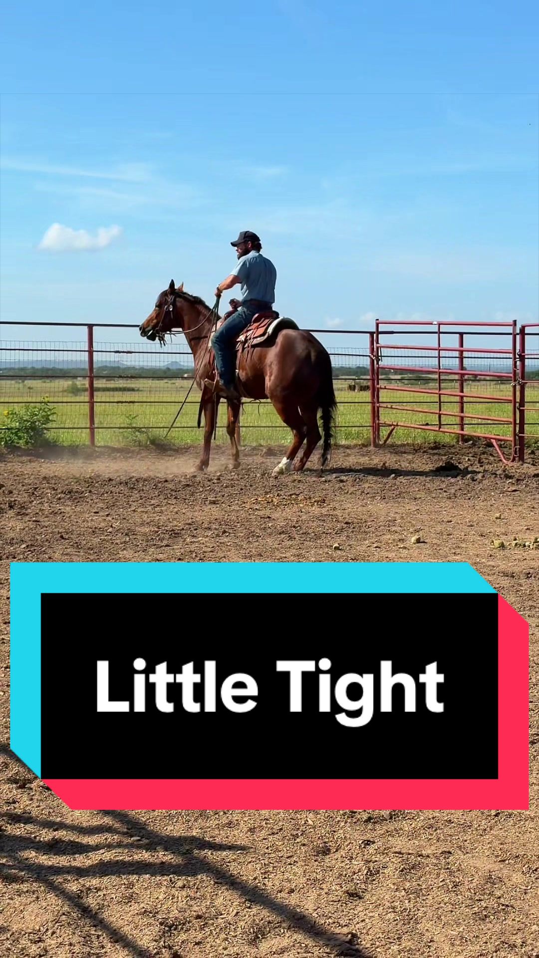 @WS Horses