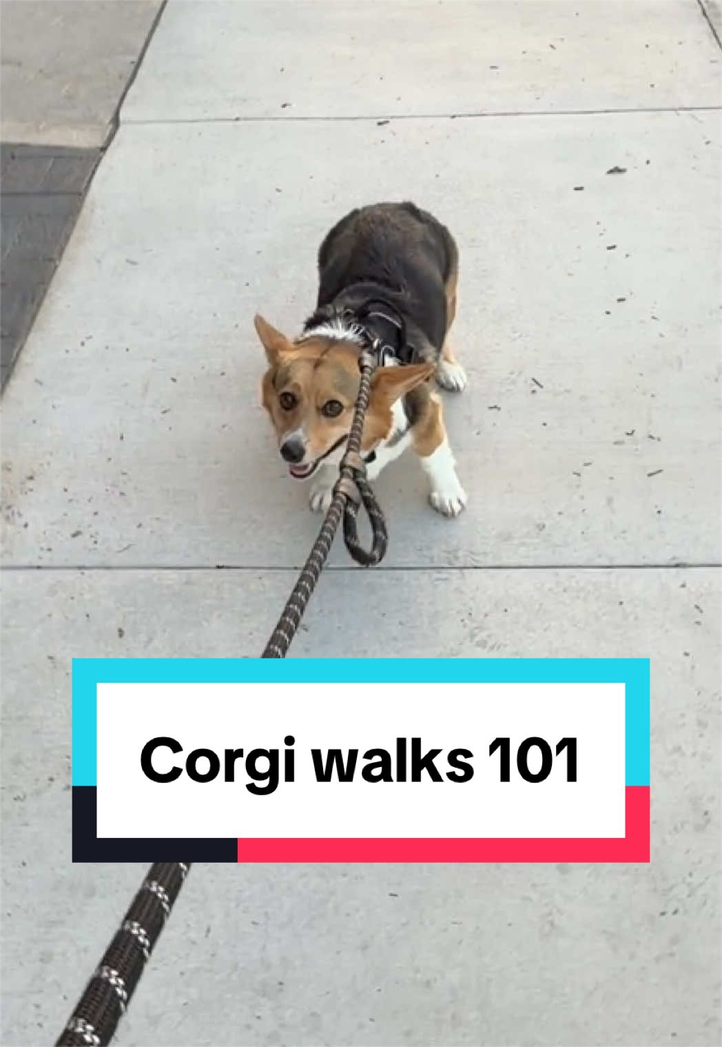 @hasbithecorgi