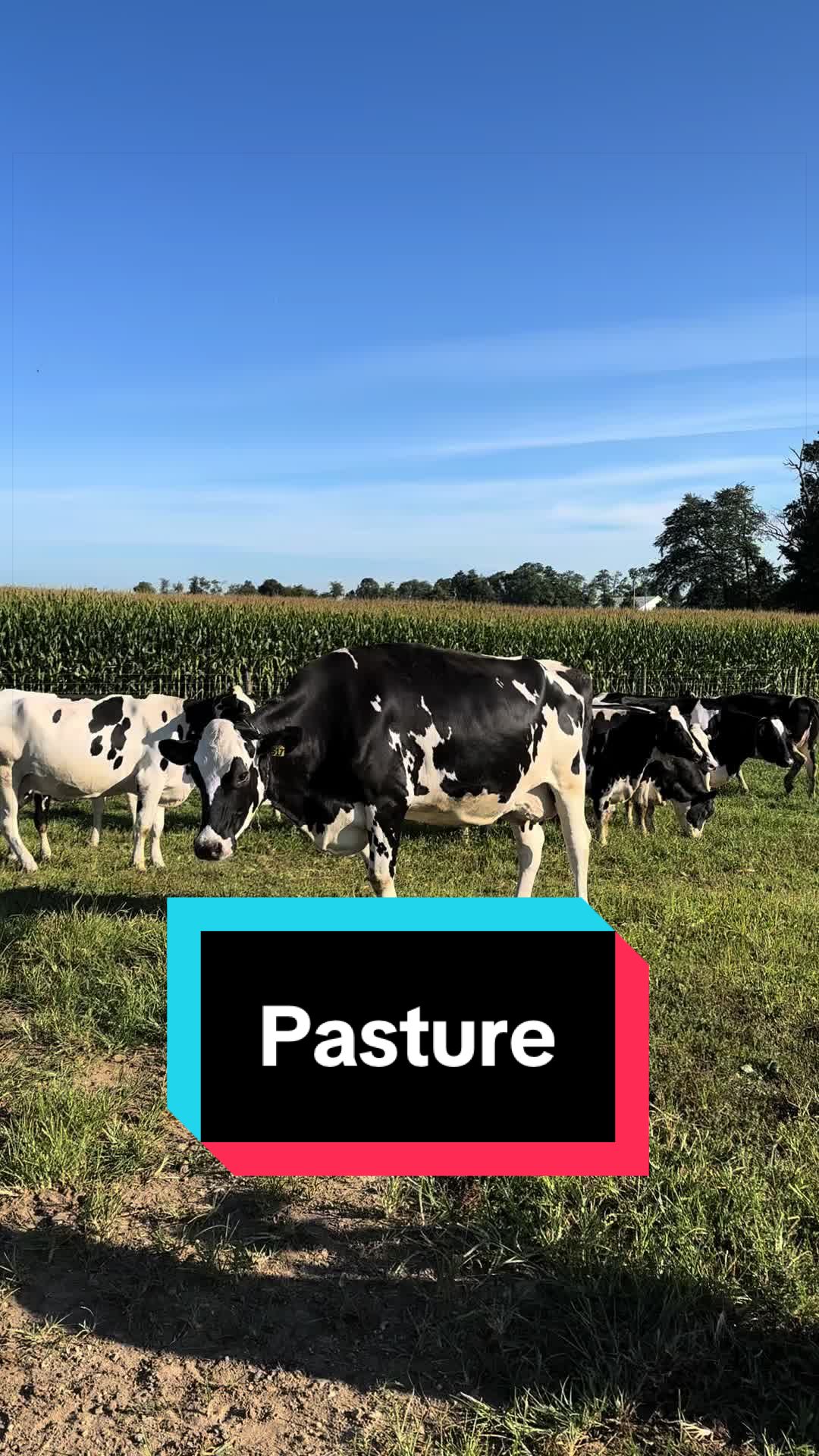 @Dairy Vet Dr. Michelle