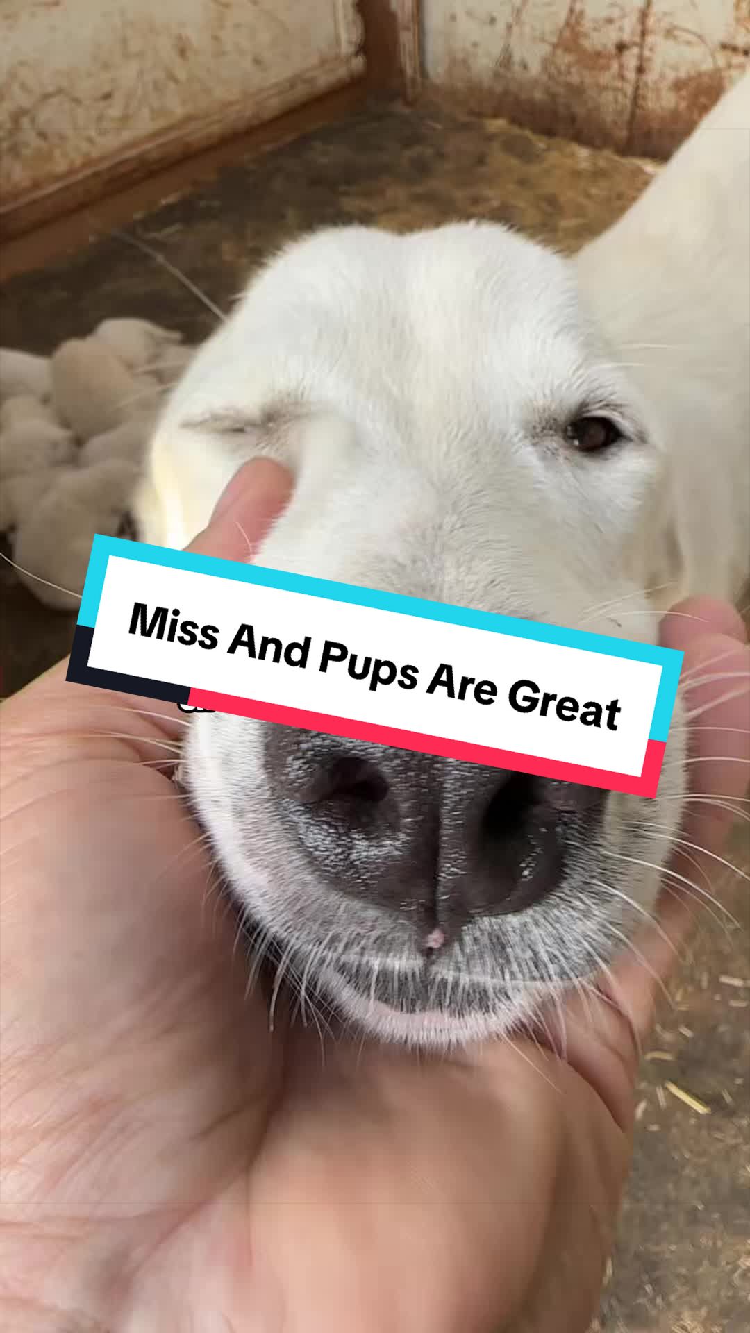 @cowboymax