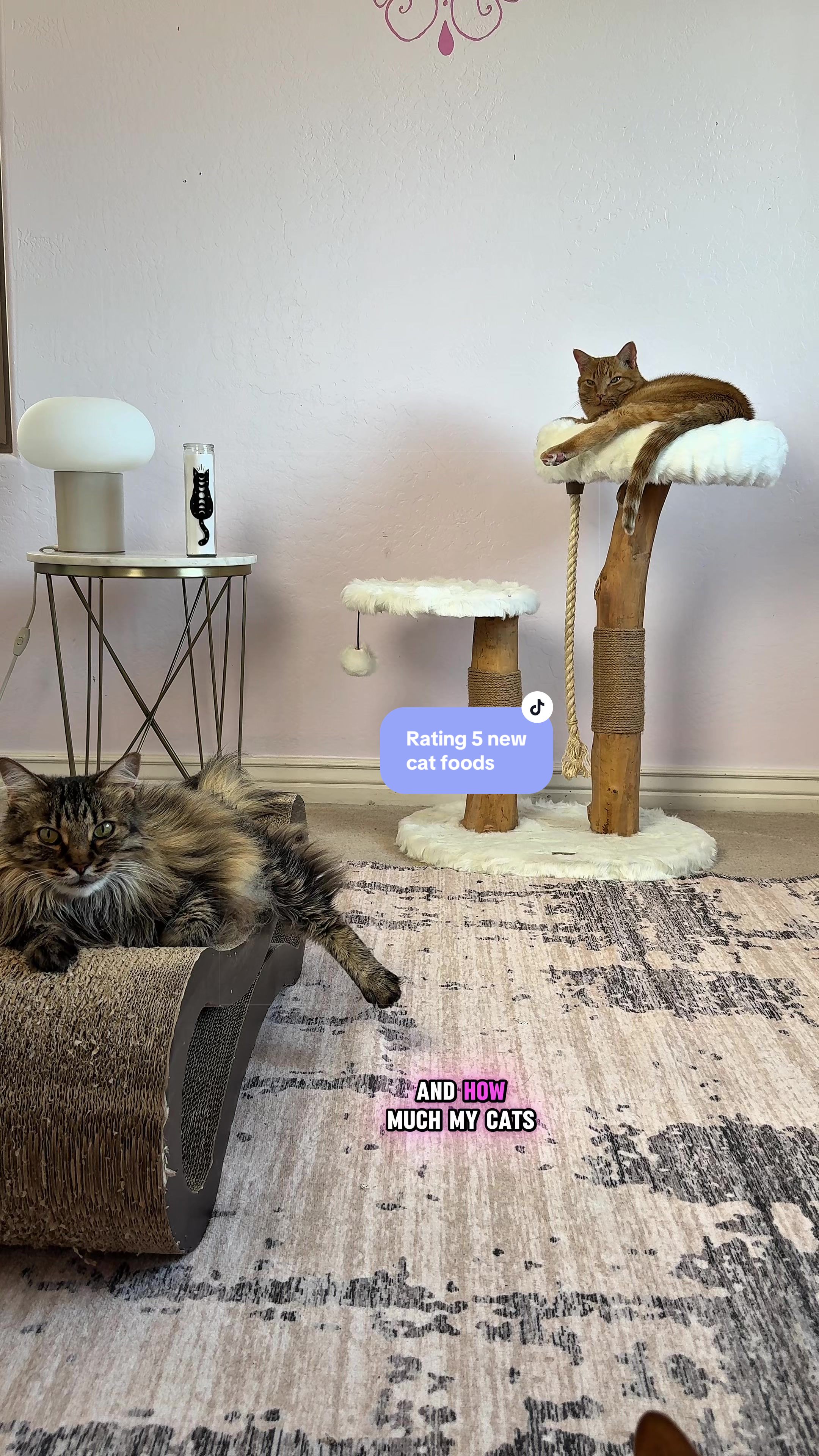 @Feminist Kitty | Cat Nutrition