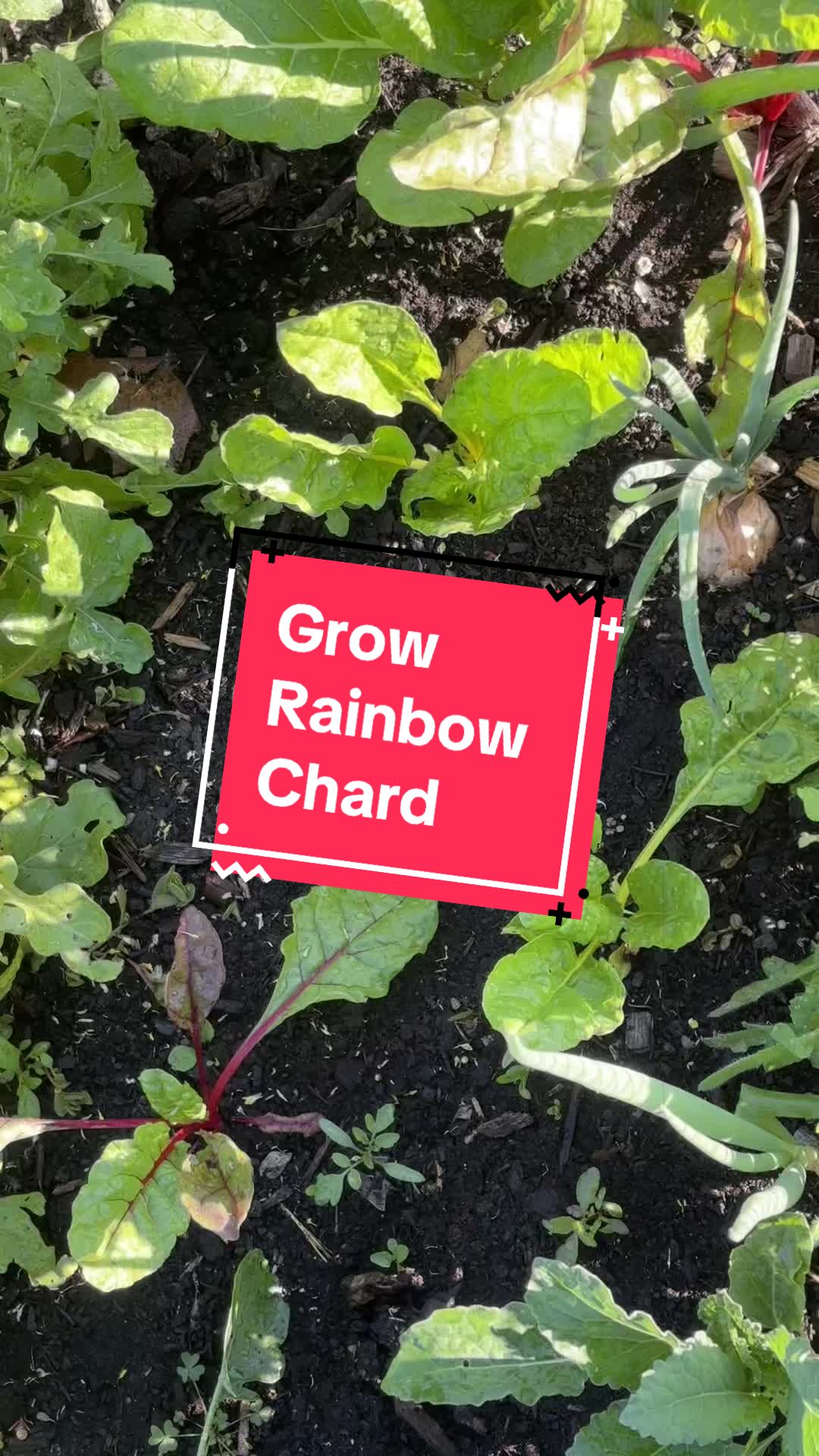 @greengirlgardens