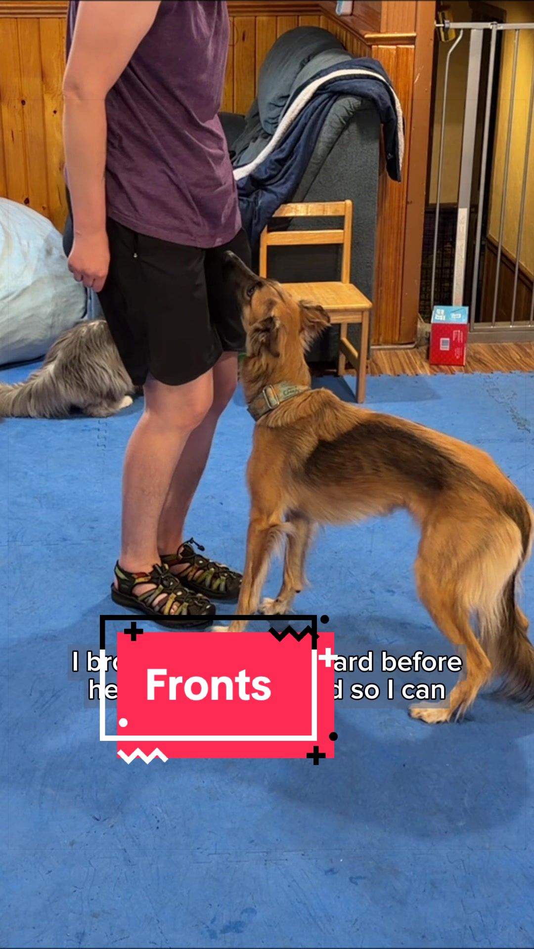 @Laura Waudby - Dog Sports