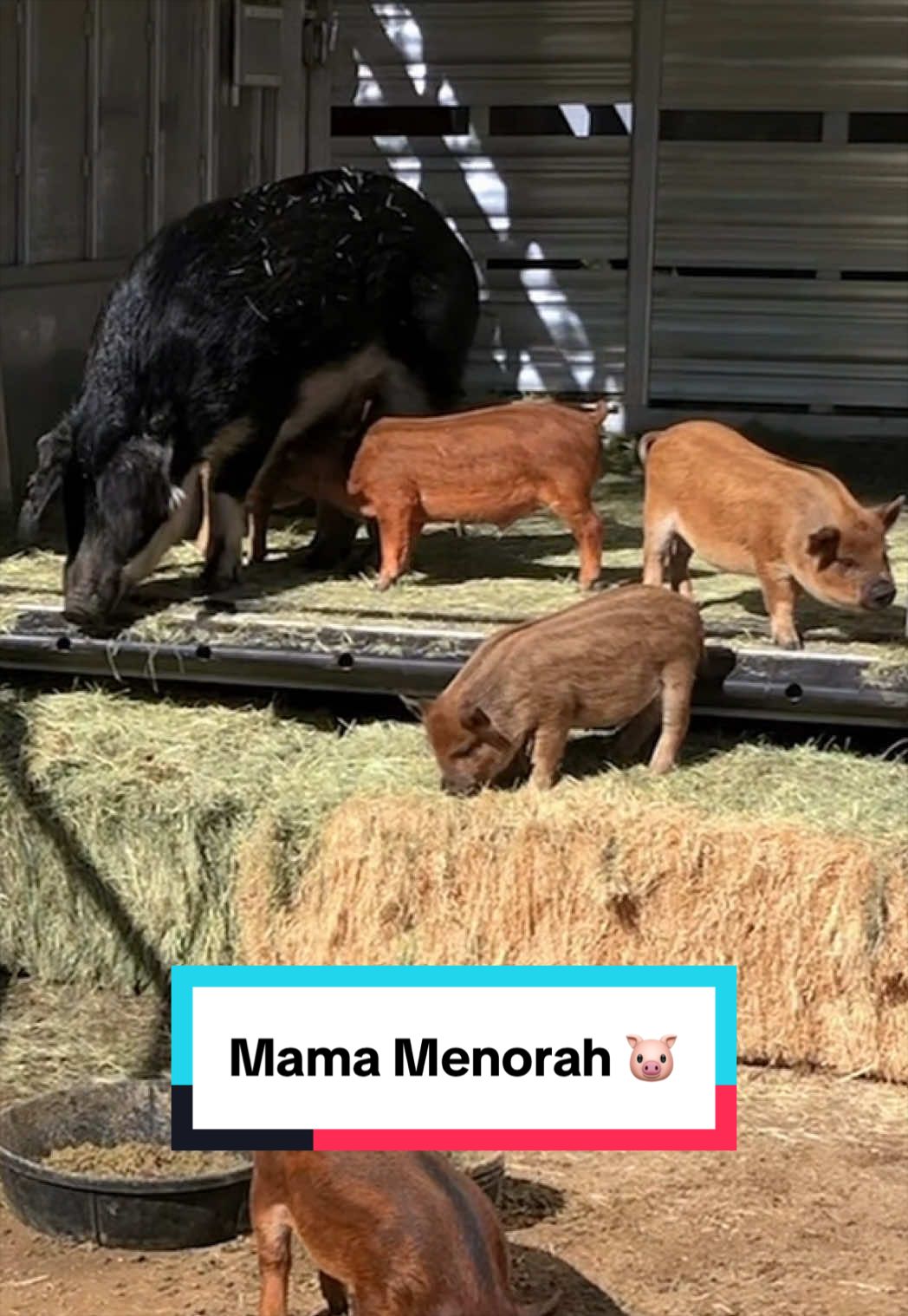@The Gentle Barn | Sanctuary