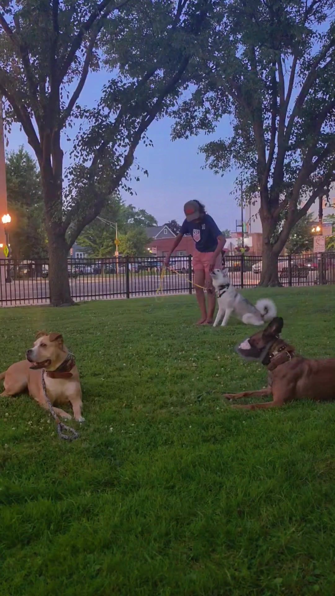 @dogstrainjen