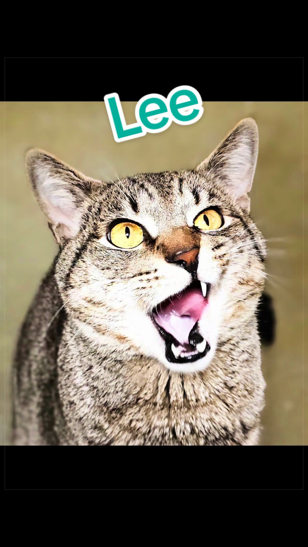 @Fancy Cats Rescue Team