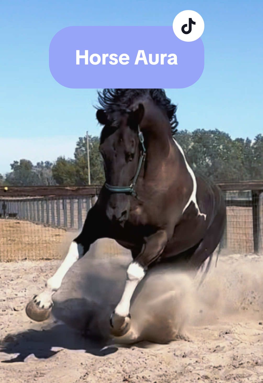 @alyssa’s aura🐴