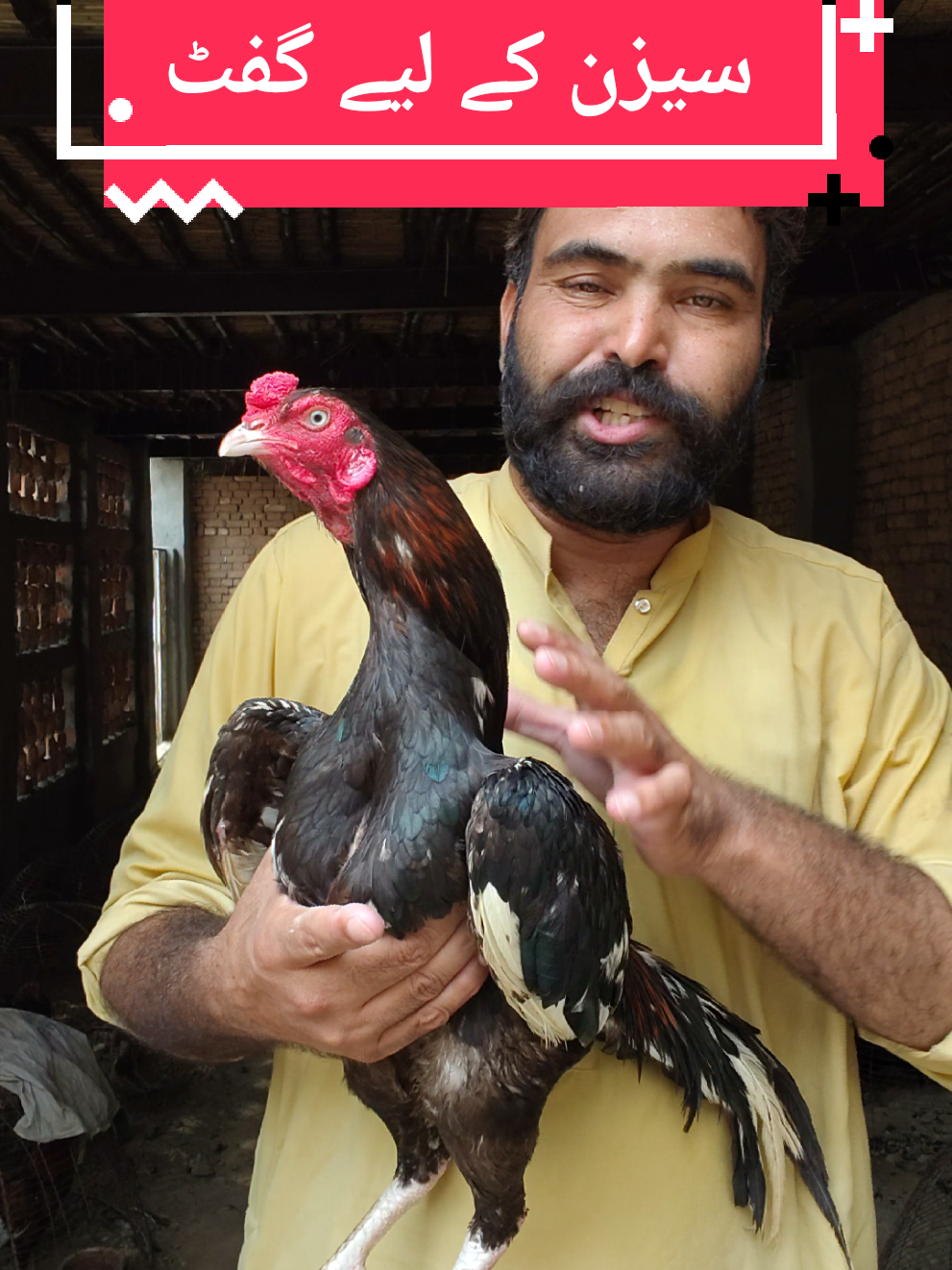 @faizan aseel farm 786