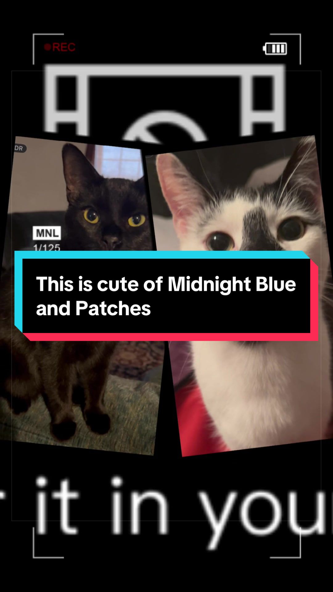 @catlover313official