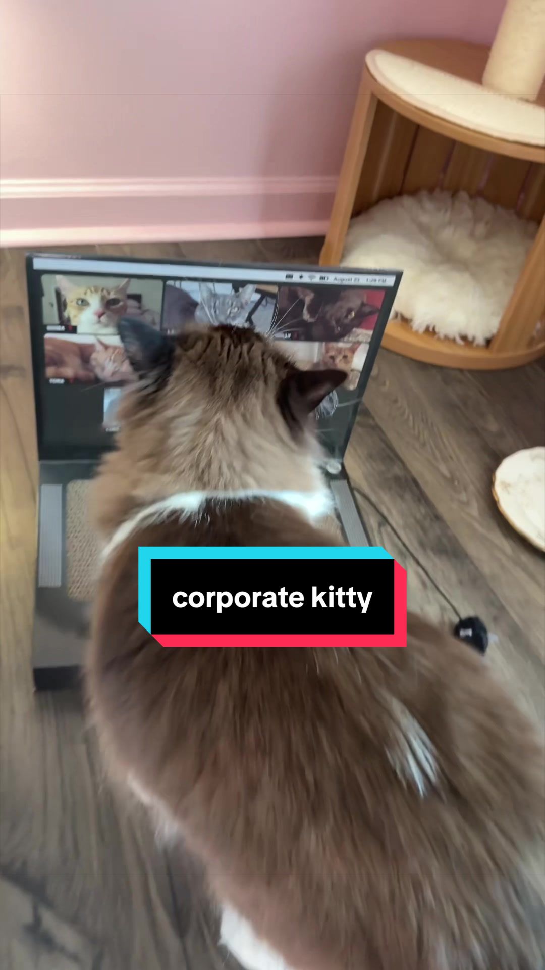 @Meredith Ragdoll Cat