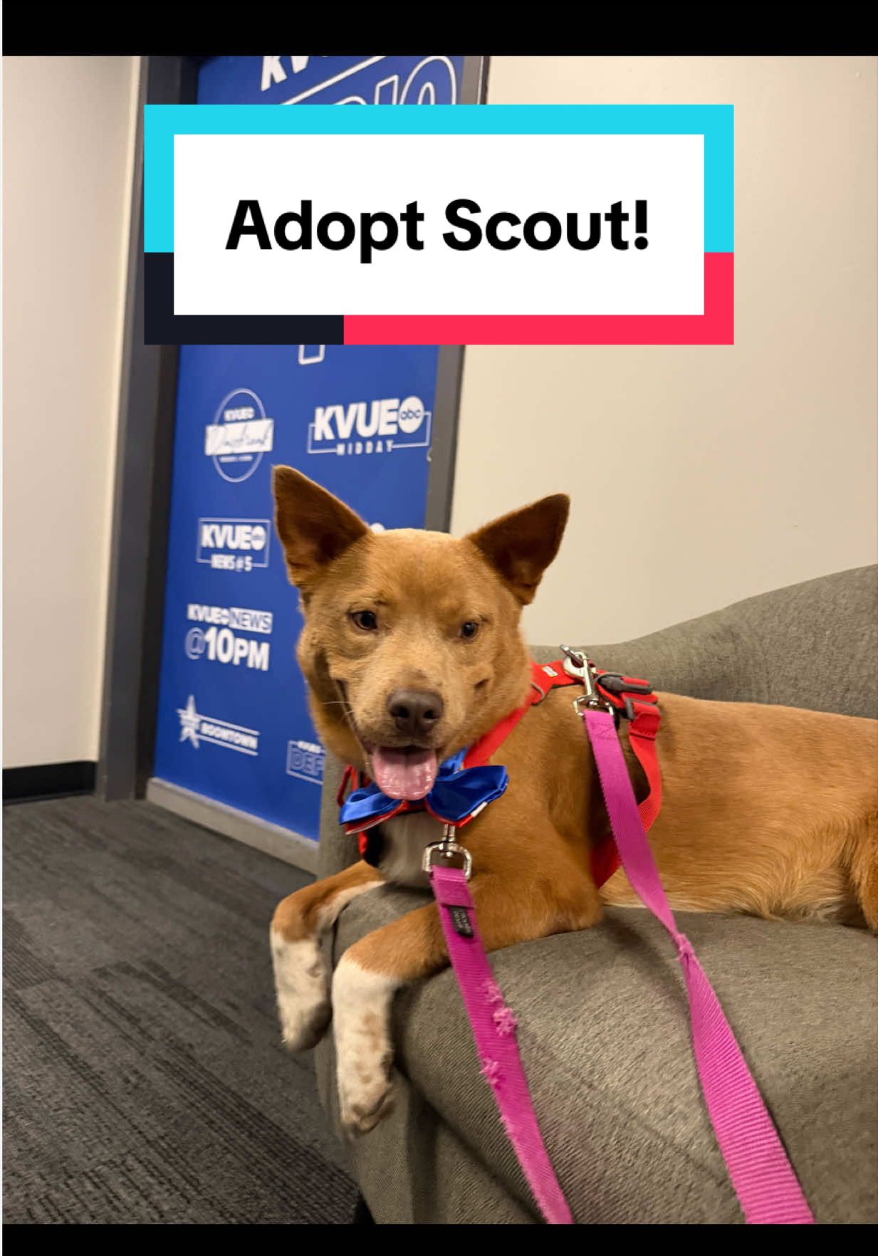 @PAWS Shelter
