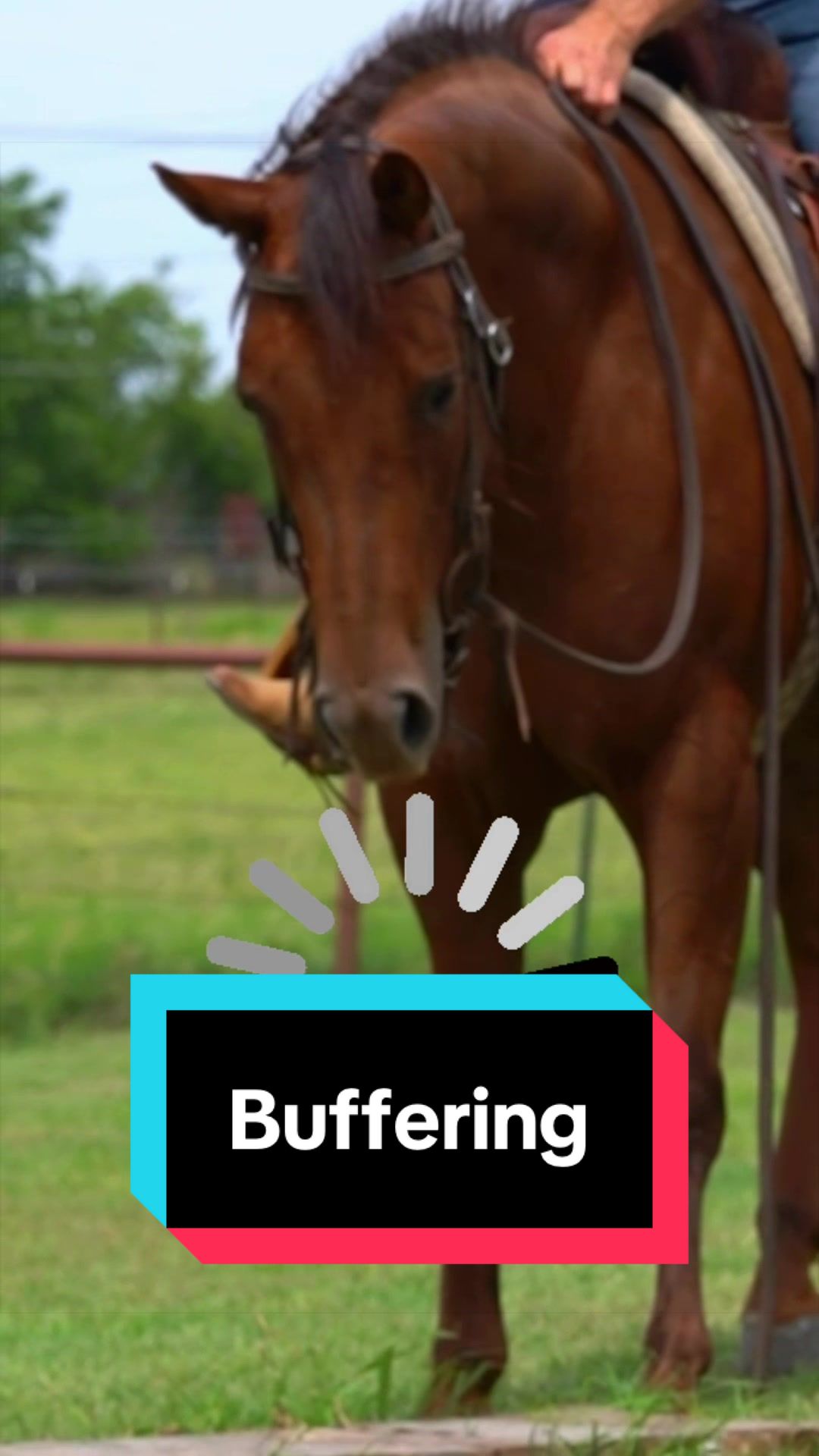 @WS Horses