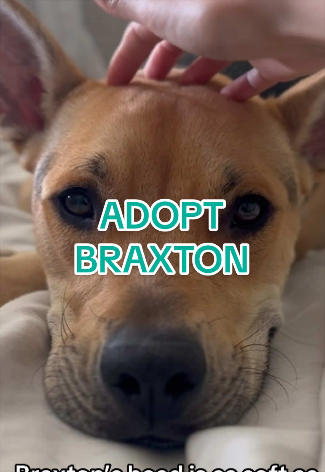 @Adopt a Pet