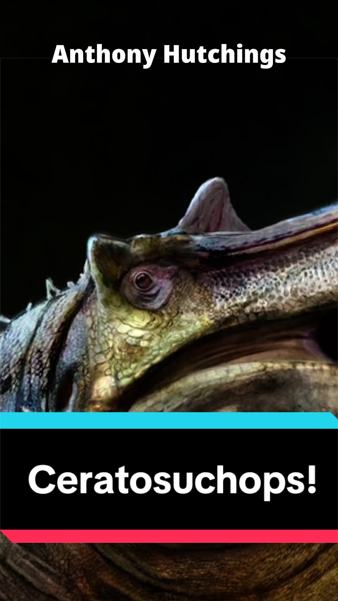 @Dino Guy