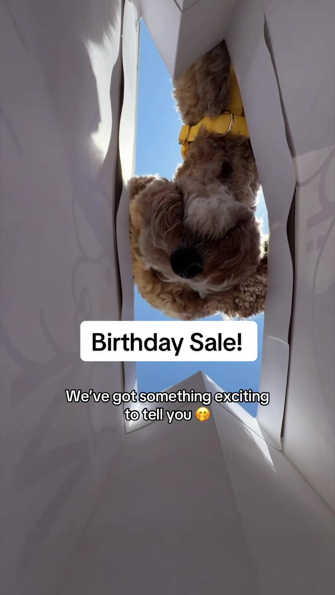 @Shop Sunny Tails