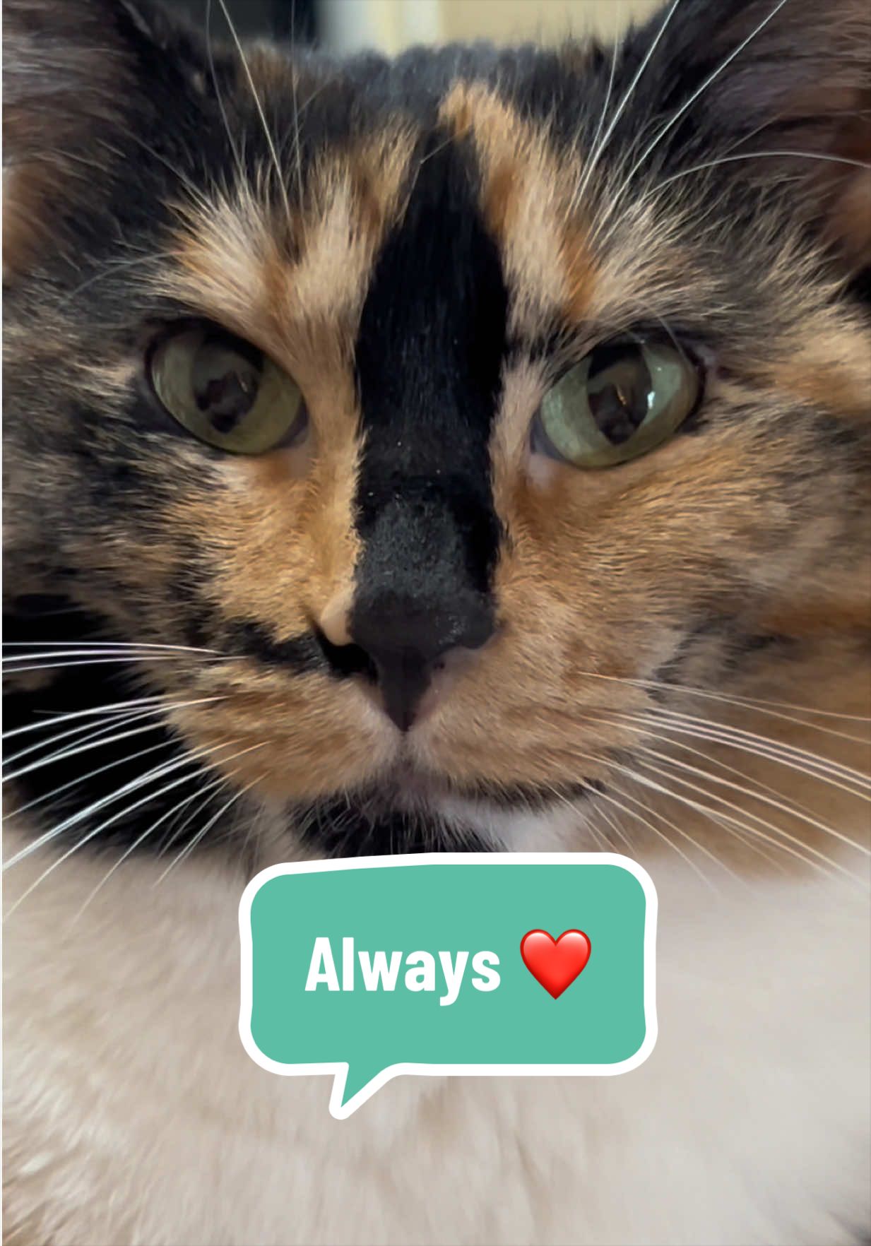 @SnickersTheSmilingCat