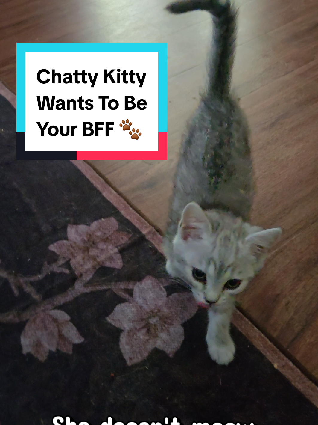 @Brittany Beauties Kittens
