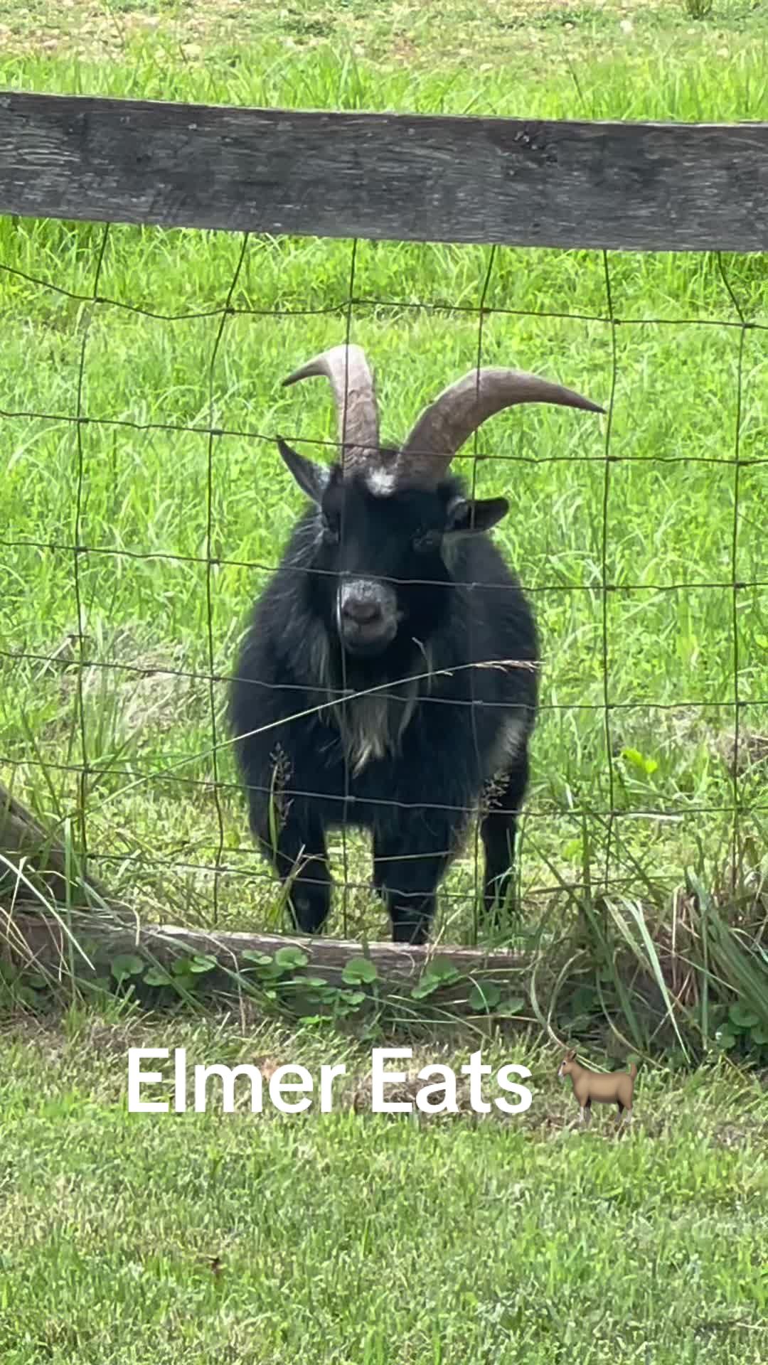 @FarmHerDianne