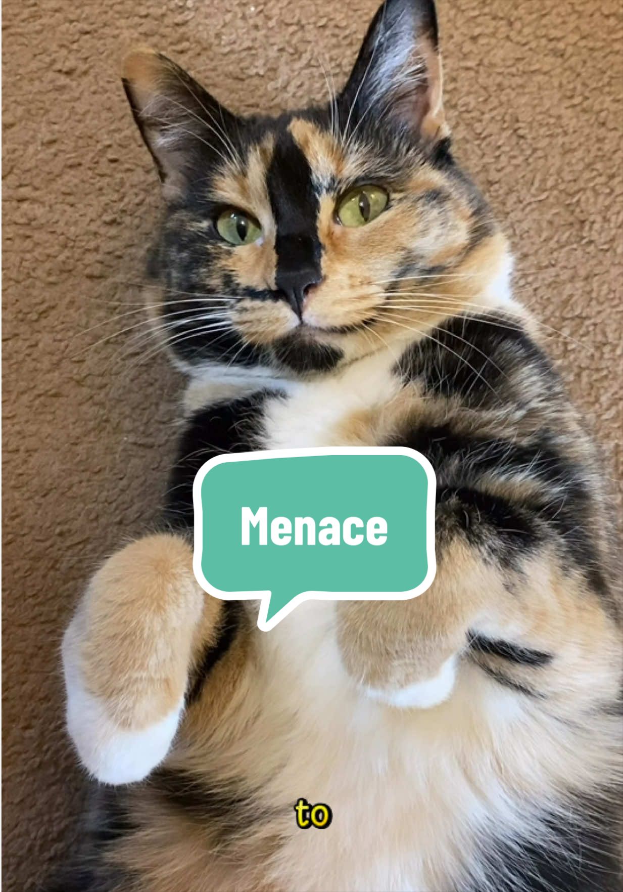 @SnickersTheSmilingCat