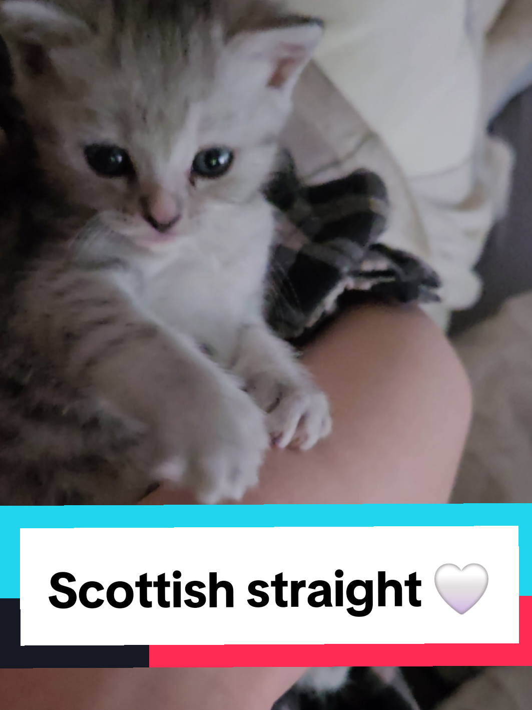 @Brittany Beauties Kittens