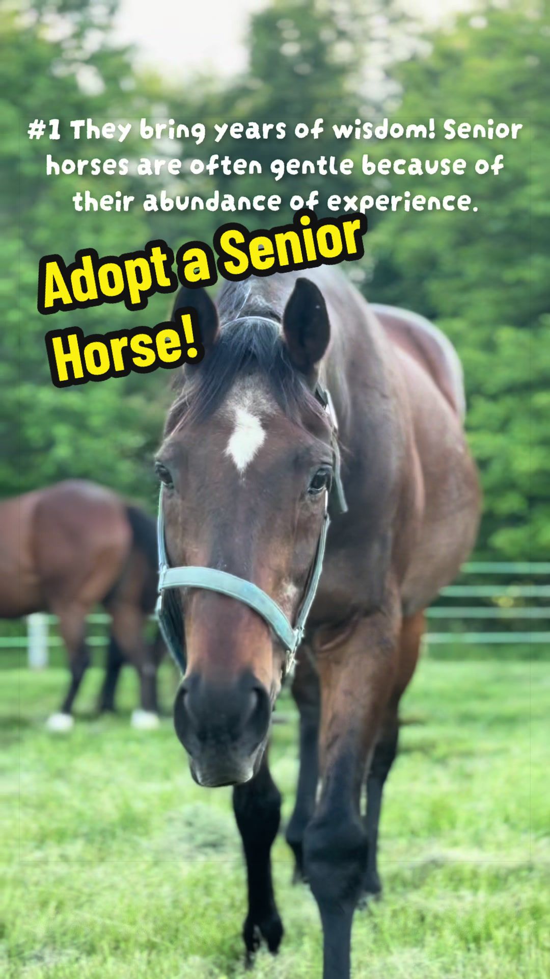 @Days End Farm Horse Rescue