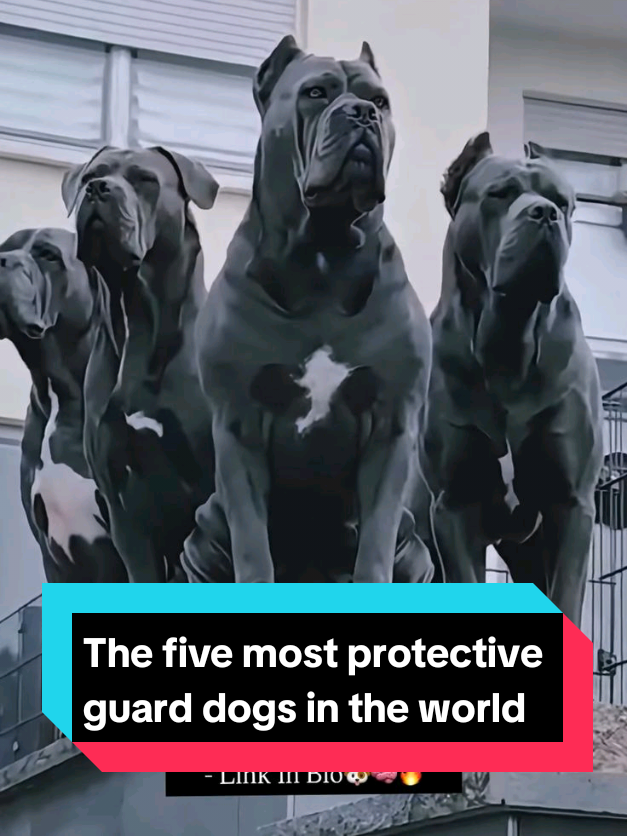 @The pet post