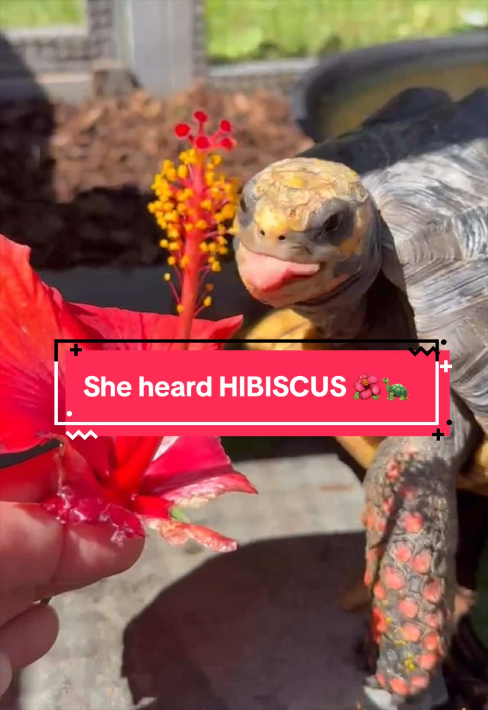 @Eastern Box Turtle