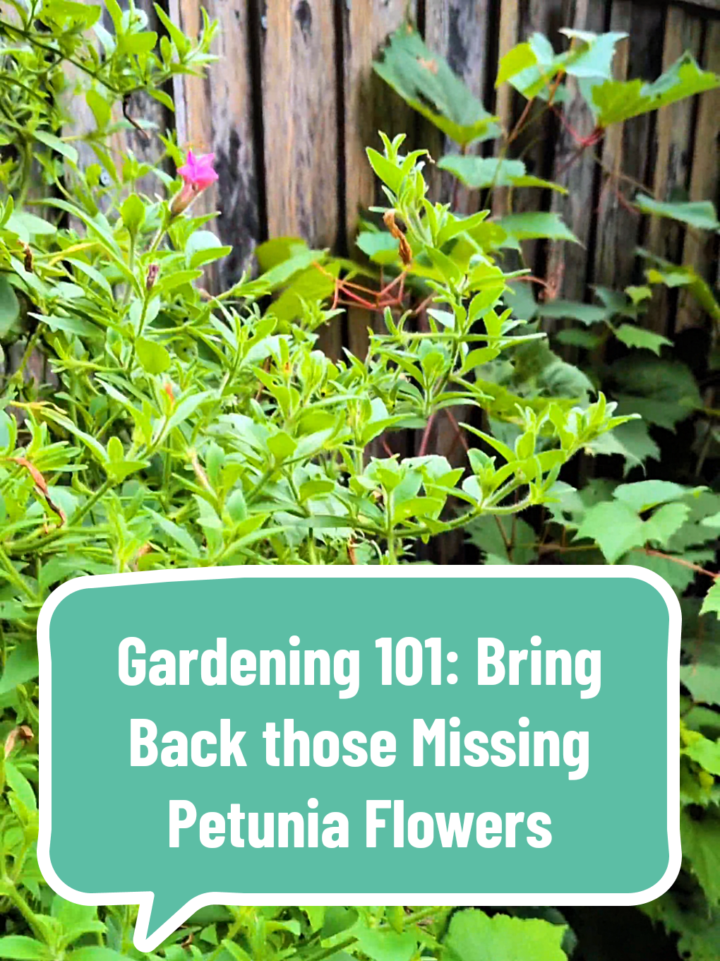 @The Plantiful Gardener