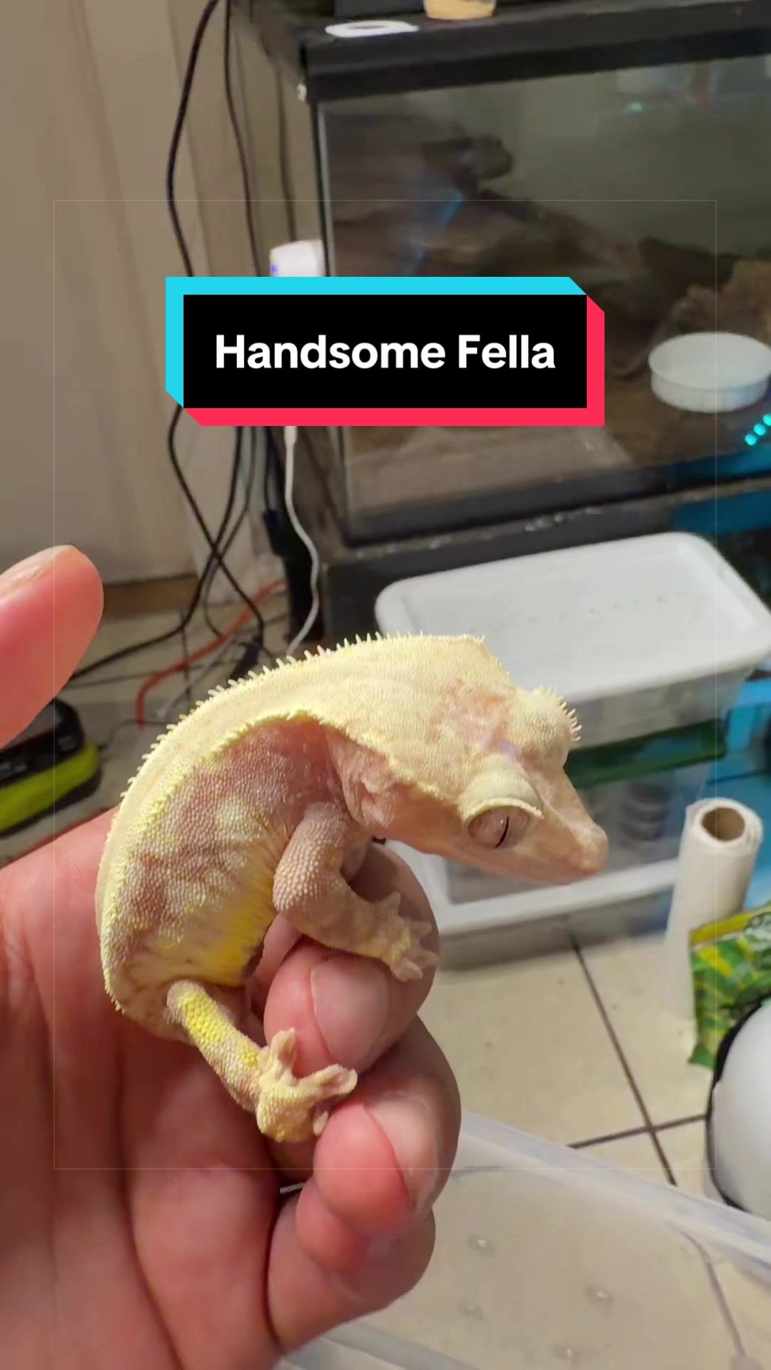 @HTL Exotics