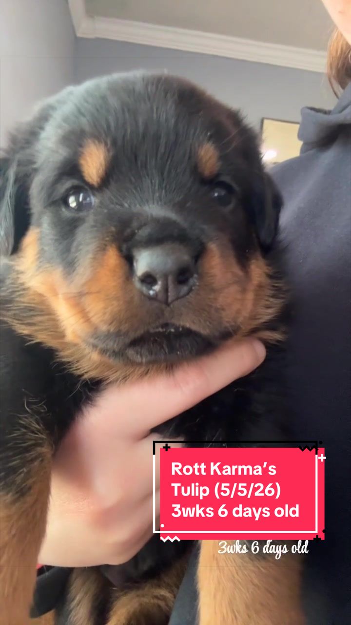 @Rott Karma Kennels LLC