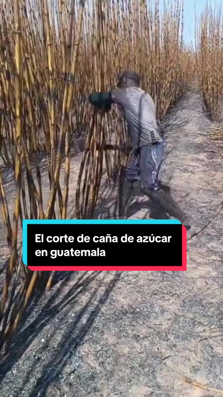 @El Wason
