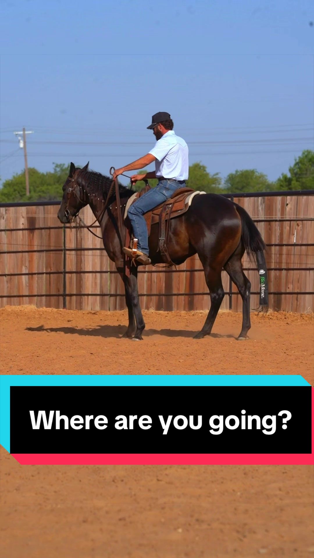 @WS Horses
