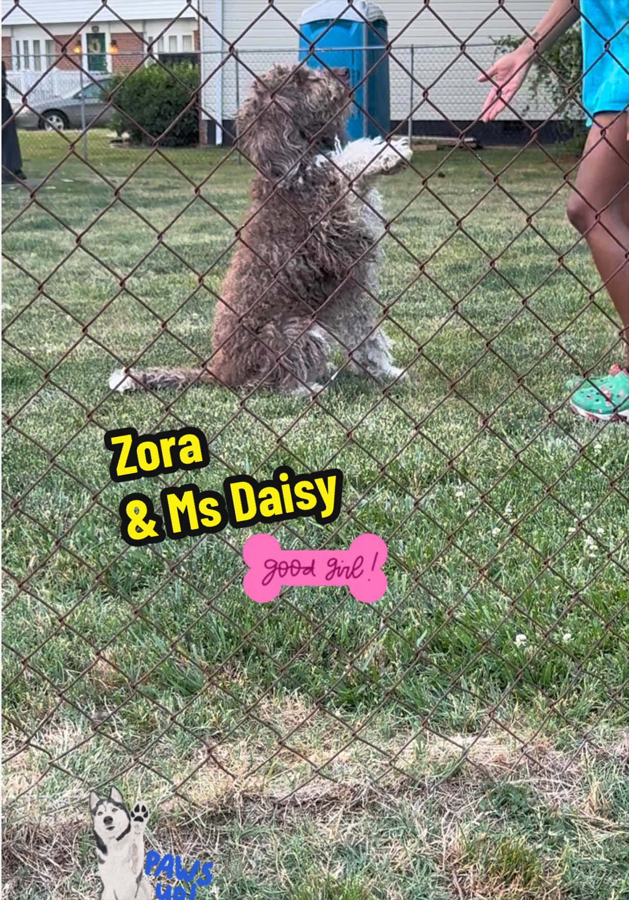 @Zora the bulldog